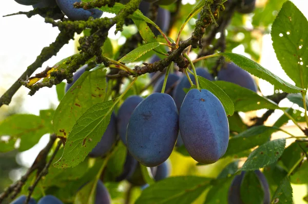 李树的枝干 果实很多 夏天在果园里 — 图库照片