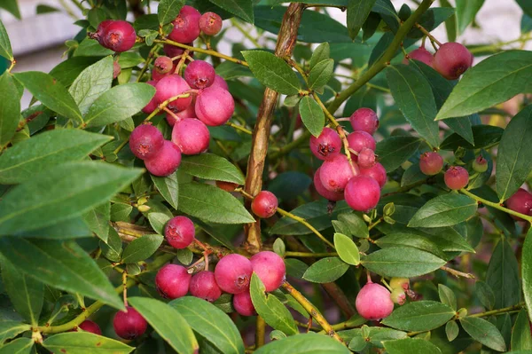 Pembe limonata çeşitleri. Güzel meyveler, çekici yabanmersinleri.. 