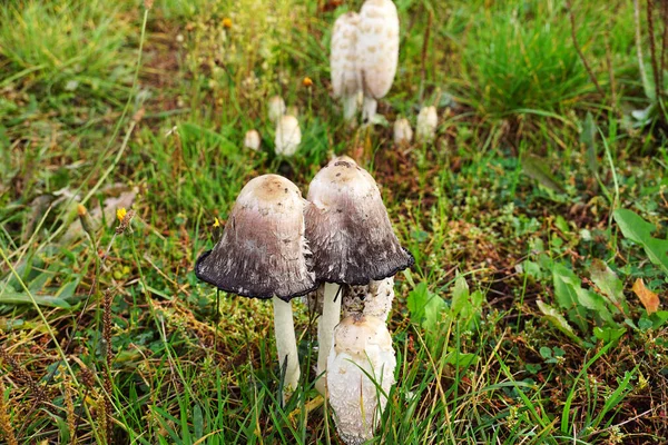 The shaggy ink cap, lawyer\'s wig, or shaggy mane (Coprinus comatus)  is a common fungus often seen growing on lawns and waste areas.
