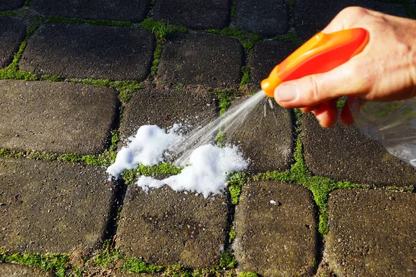Yosun kontrol spreyi. İndirilmiş yosunlu taşlar.. 