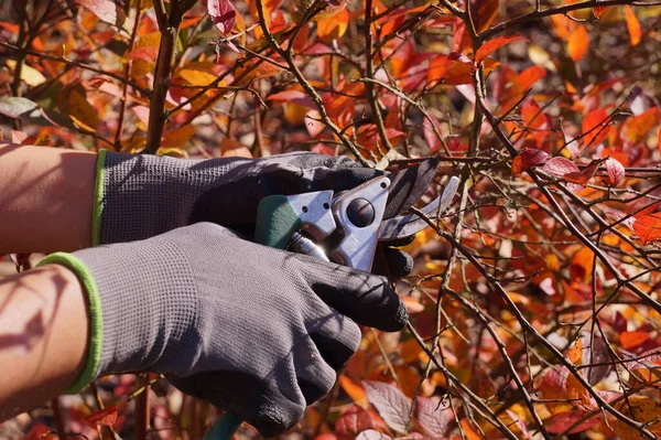 Blaubeerzweige Schneiden Einen Strauch Bilden Herbstlicher Gartenputz — Stockfoto