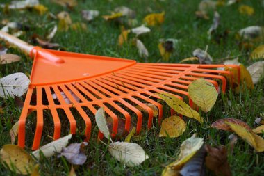 Yaprak ve tırmığa yakın çekim. Sonbahar temizliği.