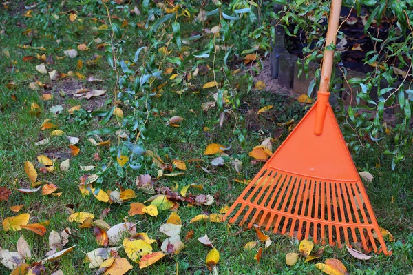 Césped Hojas Rastrillo Apoyado Contra Árbol Trabajos Limpieza Otoño — Foto de Stock