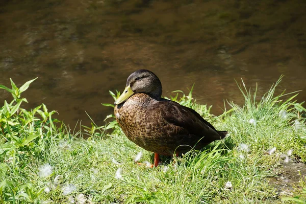 Sammamish Park Redmond Wild Duck While Resting Shore — Stock Photo, Image