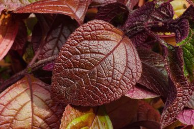 Sonbahar renklerinde dekoratif yapraklar. İsveç sarmaşığı ya da İsveç begonyası, lamiaceae familyasından bir bitki türü. Yıllık bitki. 