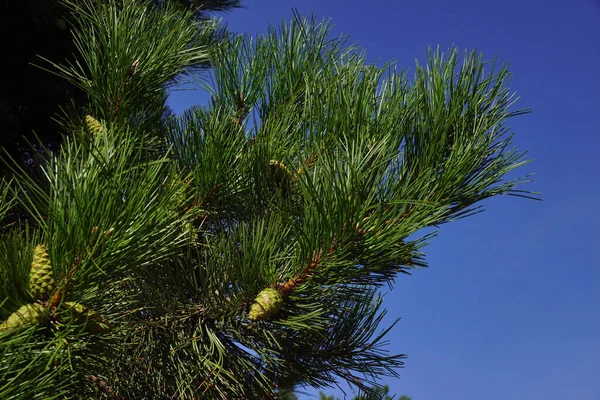 Pinus Nigra Austrian Pine Black Pine Three Cones One Branch — Stock Photo, Image