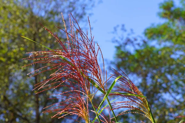 Miscanthus Sinensis Panenská Stříbřitá Tráva Druh Kvetoucí Rostliny Čeledi Poaceae — Stock fotografie