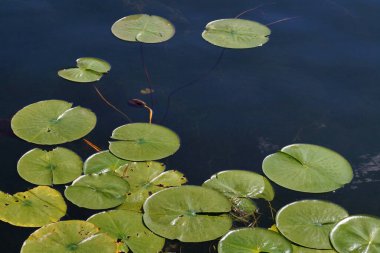 Yapraklarla kaplı su yüzeyi. Su zambakları.