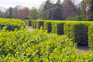 Sıra sıra çitleri olan klasik bir bahçe. Bahar bereketli bitki örtüsü.