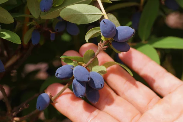 Vroege Vruchtplanten Vrouw Presenteert Grote Vruchten Honingbes Kamchatka Bes Struiken — Stockfoto