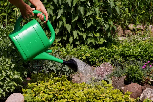 Hari Yang Panas Dan Cerah Tanaman Berair Kebun Dengan Air — Stok Foto