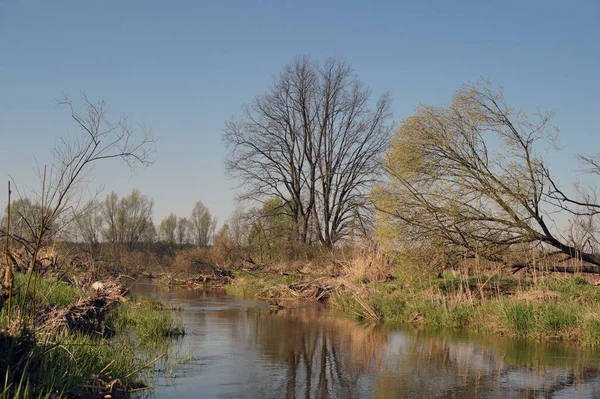 Nehrin kıyısında ilkbahar. Küçük doğal, vahşi bir nehir. 