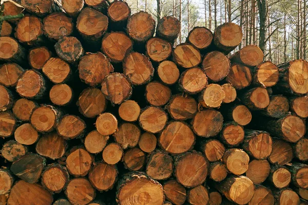 Baumstämme Für Den Transport Vorbereitet Ein Haufen Holz Nach Dem — Stockfoto