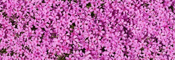 Migliaia Piccoli Fiori Rosa Phlox Subulata Phlox Strisciante Phlox Muschio — Foto Stock