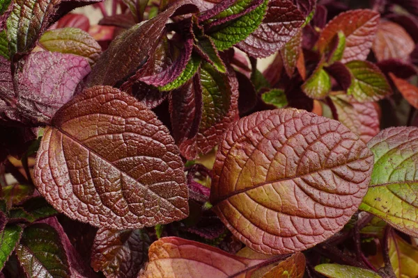 Hojas Decorativas Colores Otoñales Hiedra Sueca Begonia Sueca Plectranthus Vertida — Foto de Stock