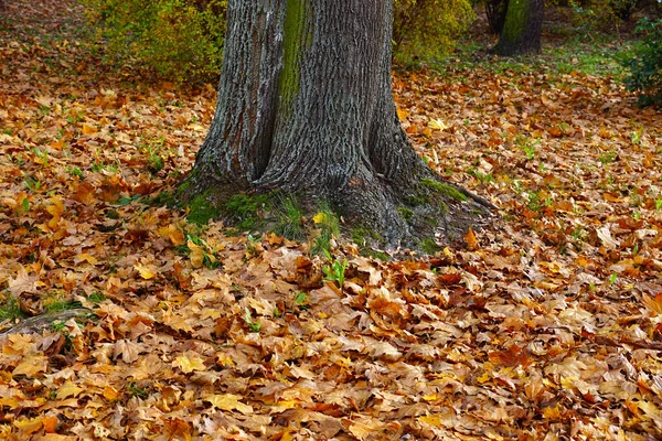 Żółte Liście Klonu Wokół Drzewa Jesień — Zdjęcie stockowe