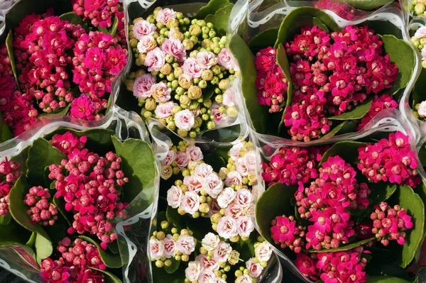 Kalanchoe Vaso Comunemente Acquistato Durante Calendario Lunare Capodanno Scopi Decorativi — Foto Stock