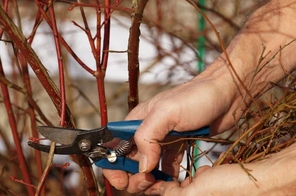 Wczesna Praca Wiosenna Ogrodzie Krzewy Przycinające Nożyce Przycinania Dłoni Ogrodnika — Zdjęcie stockowe