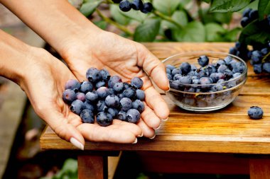 Bir kadın eli ve meyve için cam bir kap. Yaban mersini koleksiyonu. 