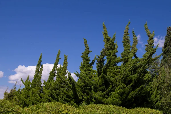 Washington State Usa Extrémně Dekorativní Atraktivní Zahradní Výsadba Rostlinami Cypřišové — Stock fotografie