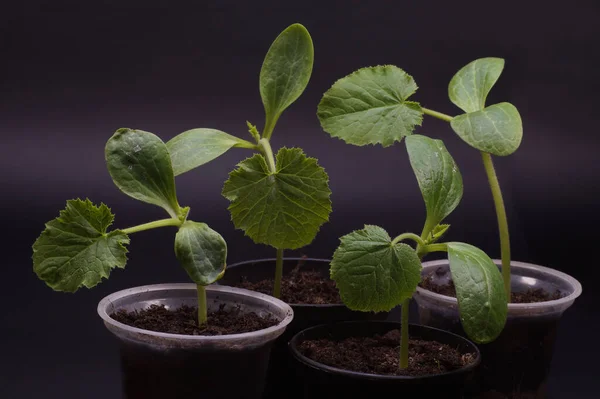 Preparación Para Temporada Primavera Jardín Plantas Germinantes Macetas — Foto de Stock