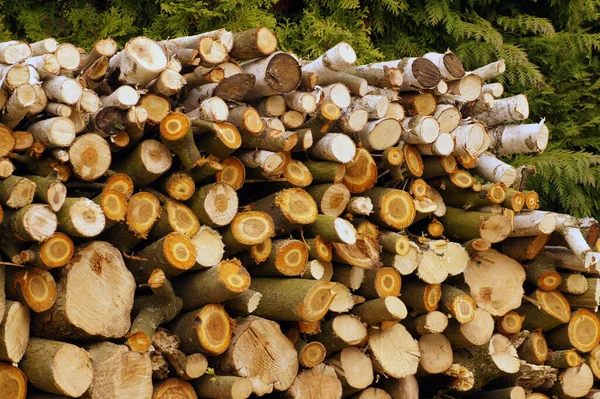 A pile of various types of firewood. Stack arranged for drying.
