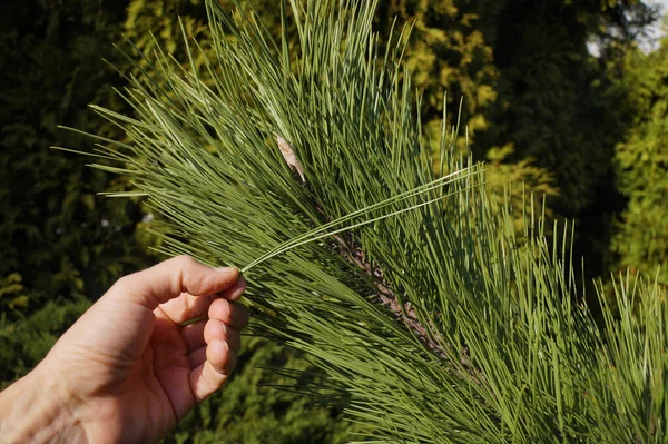 Trädgårdsmästare Visar Långa Nålar Svart Furu Pinus Nigra Den Österrikiska — Stockfoto