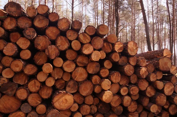 Ein Holzstapel Nach Dem Holzeinschlag Vorfrühling — Stockfoto