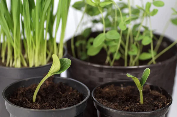 Preparación Para Temporada Primavera Jardín Plantas Germinantes Macetas — Foto de Stock