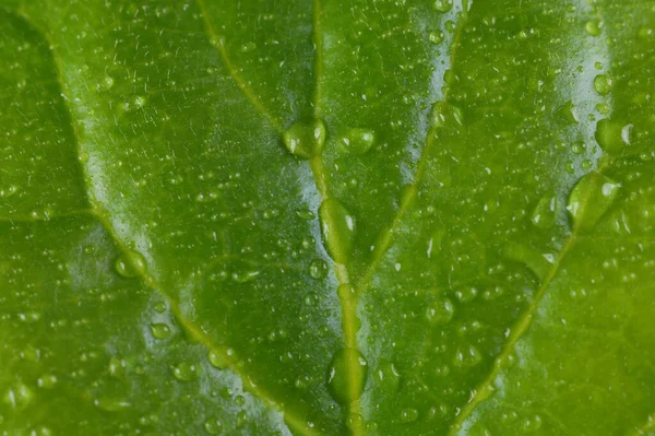 Macro Close Green Leaf Covered Drops Water — Stock Photo, Image