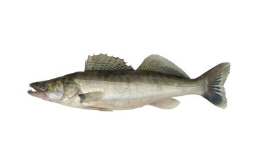 Beyaz arka planda bir balığın fotoğrafı. Zander ya da pike levreği (Lucioperca lucioperca), Amerikan Walleye 'nin büyük kuzenidir.. 