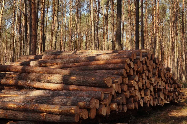 Ein Holzstapel Nach Dem Holzeinschlag Vorfrühling — Stockfoto
