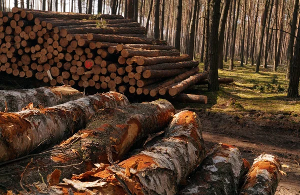 Ein Holzstapel Kiefer Und Birke Nach Dem Fällen Des Waldes — Stockfoto