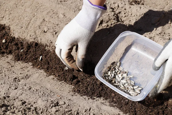 Zaaien Van Zonnebloempitten Voorjaarswerkzaamheden Tuin — Stockfoto