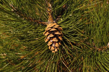 Pinus nigra, Avusturya çamı ya da kara çam, kirli bir çevrede şehirlere dikmek için ideal bir ağaç türüdür..