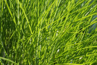 Güneş ışınlarıyla aydınlatılan uzun bir ot kümesi. Bahar.