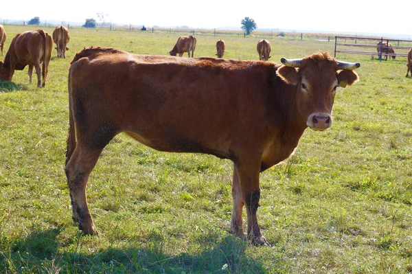 Hodowla Zwierząt Pastwiska Stado Krów Limuzynowych Rasy Mięsnej — Zdjęcie stockowe