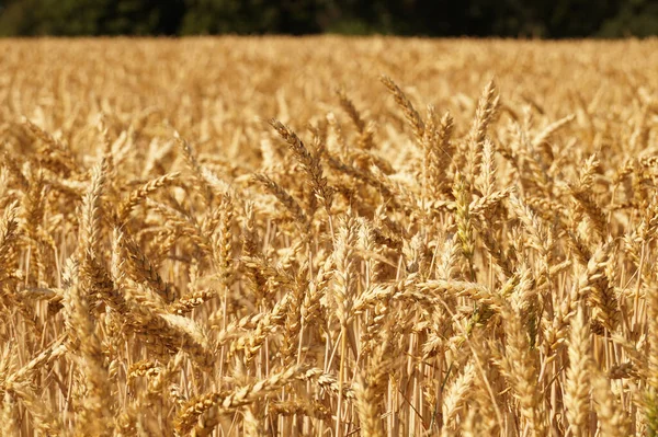 Farmáři Čas Sklizeň Zralé Uši Pšenice — Stock fotografie