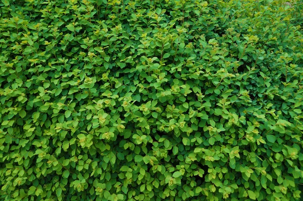 Bahar Yeşil Bir Duvar Binlerce Küçük Yeni Gelişen Yapraklardan Oluşan — Stok fotoğraf