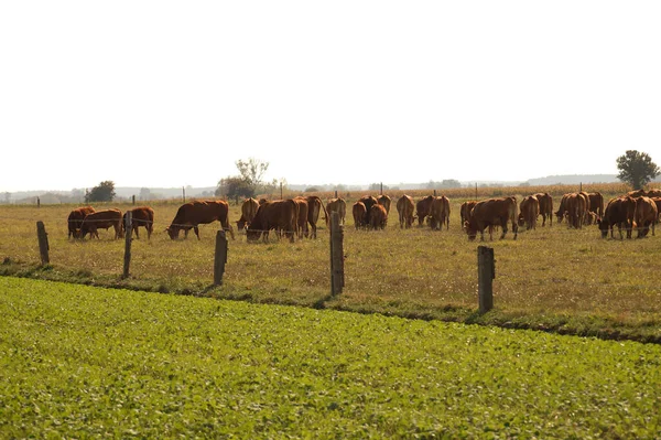 Pastwisko Stado Krów Podczas Wypasu Cielęta Środku Stada — Zdjęcie stockowe