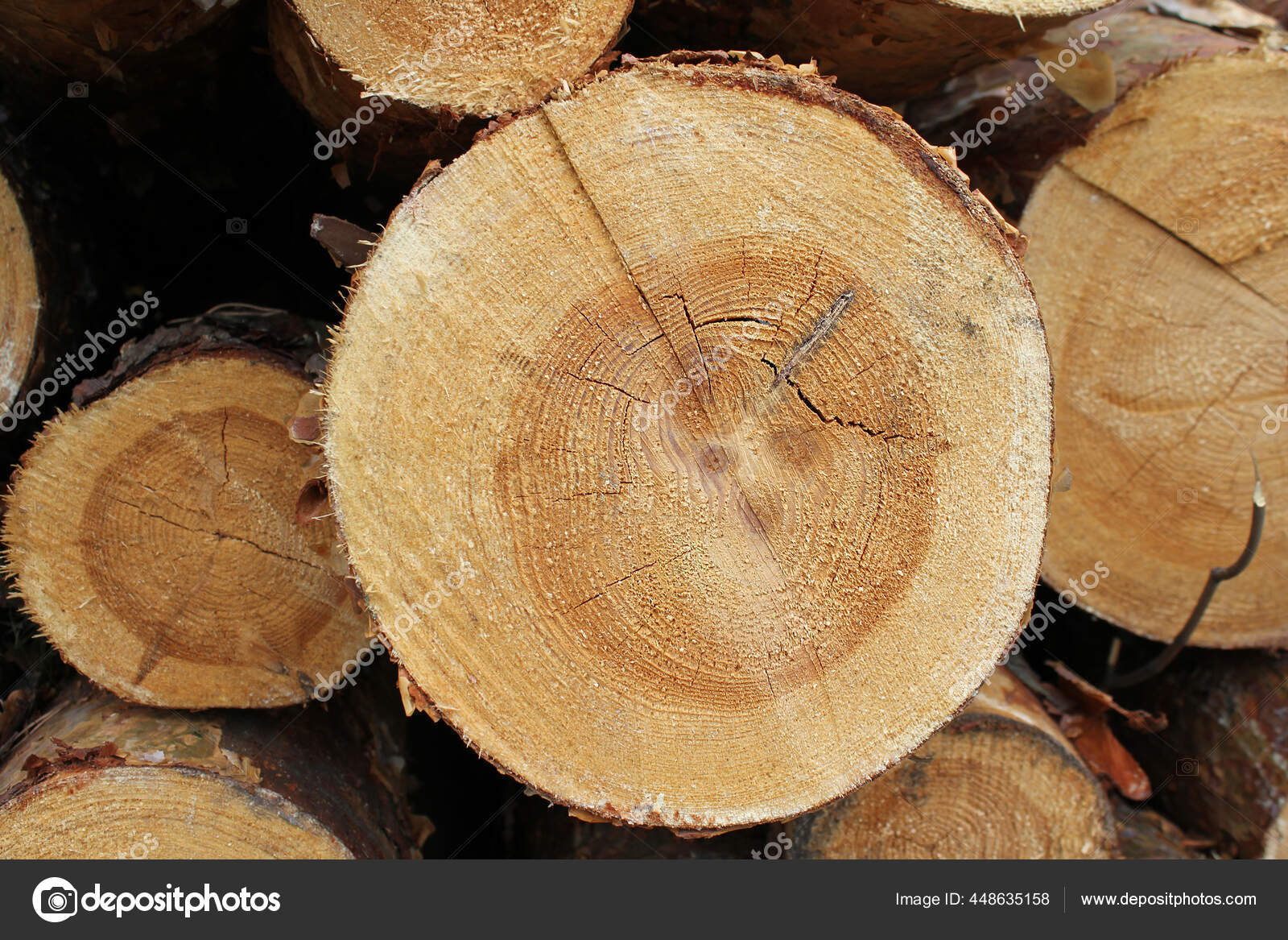 切松树干横截面砍伐森林中的树木 图库照片 C Vladdon