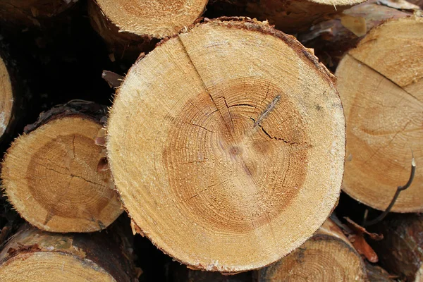 Tannenstämme Querschnitt Schneiden Bäume Wald Fällen — Stockfoto