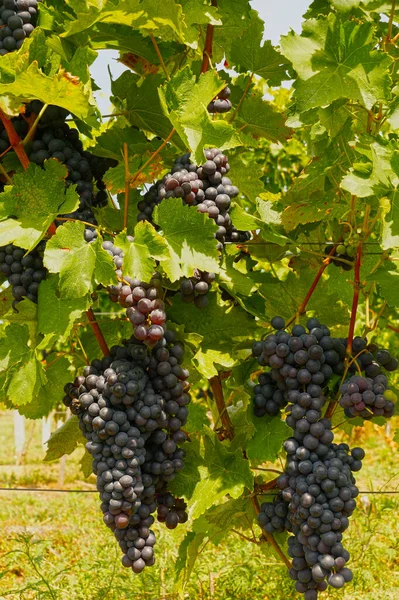 Hungarian Vineyards Beautiful Harvest Vineyard Huge Clusters Blue Fruit Shrubs — Stock Photo, Image