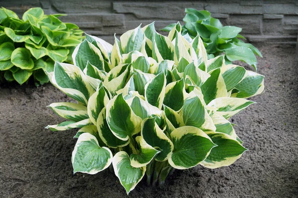 Hosta是一种植物 Hostas Plantain Lily 在英国 偶尔也被称为 Giboshi 在图片中 这种植物有三个变种 — 图库照片