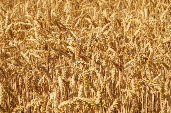 夏の膨満感 小麦の熟した耳は収穫を待っています — ストック写真