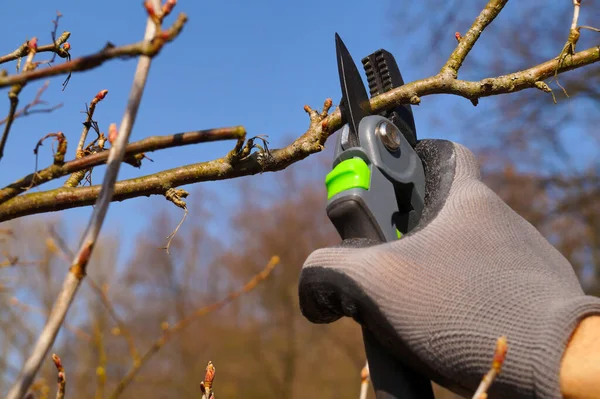 Sanitary and shrub-shaping branch pruning. Early spring garden work.