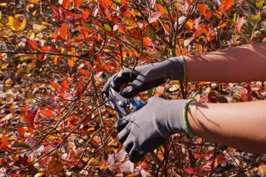 Yabanmersini dalları keserek, bir çalı oluşturarak. Sonbahar bahçe temizliği. 