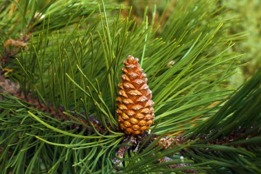 İğnelerle, siyah çam kozalaklarıyla çevrili. Bu ağaç, ilaç ve kozmetik ürünlerinde kullanılan temel yağların ve diğer maddelerin hammaddesidir..