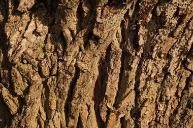 Yaşlı ağaç: söğüt (salya alba). Bir ağaç kabuğuna yakın çekim.