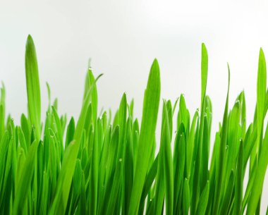 Dünyanın birçok ülkesinde Paskalya 'nın sembolü. Filizlenmiş yulaf. 